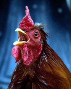 [center][img]//vprognoze.ru/uploads/posts/2014-06/1402836483_france_640.png[/img][/center]
